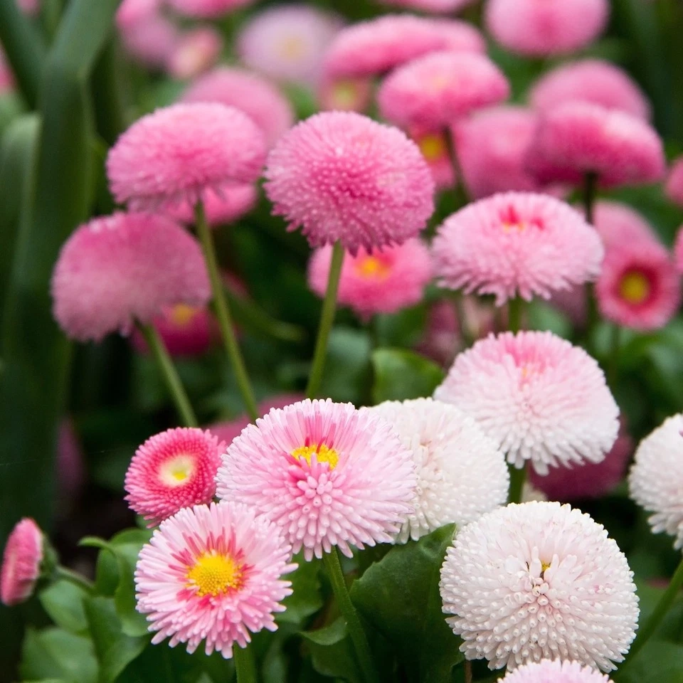 401+ENGLISH DAISY MIX Flower Seeds European Wildflower Early Blooms Groundcover - Image 2 of 4
