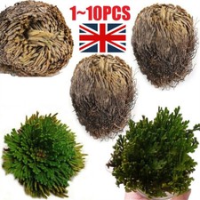 Resurrection Rose Of Jericho Live Magic Plant Dinosaur Air Fern Spikes Moss 1-10