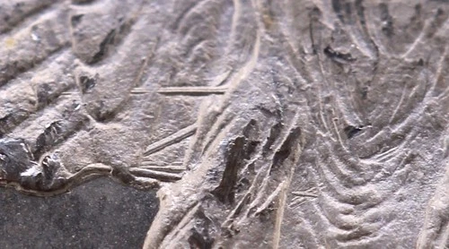 1878-CC $1 Morgan Silver Dollar $1 PCGS MS64 CAC VAM-11 "Lines in Wings" TOP 100