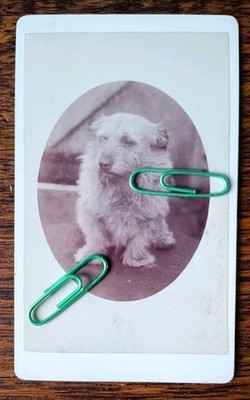 Original viktorianisches CDV Foto süßer kleiner Hund von W.J. Smith of Lincoln 