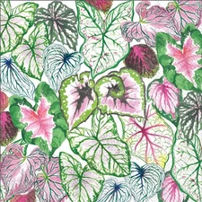 Boston International 6.5 x 6.5 in. Paper Lunch Napkin Succulent Leaves