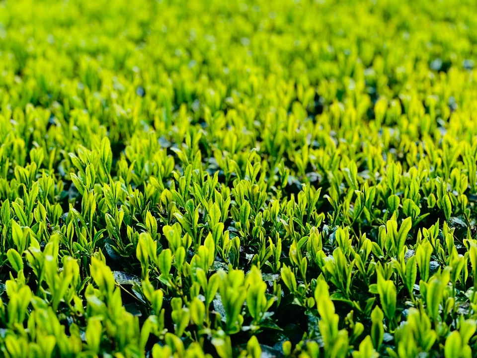 muestra té verde - Imagen 1 de 1