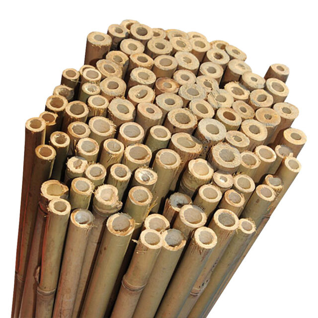 8ft Good Quality Strong Bamboo Garden Canes Pack of 50