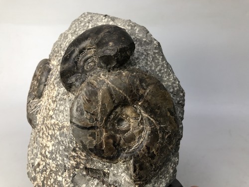 Y8087 OKIMONO Viewing stone Fossil wooden stand Japan antique interior decor - Picture 8 of 10