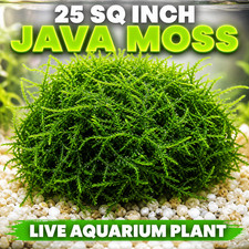 Live Java Moss 25 Sq Inch Portion Aquarium Plant   Freshwater Moss for Shrimps