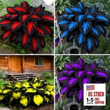 Mix Hosta Seeds for Planting, 280 pcs Rare Perennial Hosta Flower Seeds