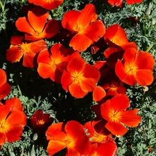 Red Chief California Poppy Seeds - For 2025 Planting Scarlet Flanders Poppies