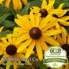 500+ Black Eyed Susan Flower Seeds | Non-GMO Garden Flower Seeds