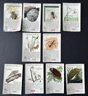 Vintage Coca-Cola Trade Cards (10) World of Nature; Insects, Helpful and Harmful