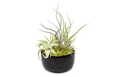 Large Assembled Air Plant Bowl Garden - Wholesale Live - Tillandsia Easy Care