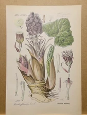 1886 ANTIQUE LITHOGRAPH ILLUSTRATION BOTANY FLOWER FLORA NATURE DECOR PICTURE...