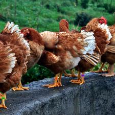 100 Pcs 20 mm Chicken Leg Bands, 5 Color Numbered Chicken Leg Rings Identific...