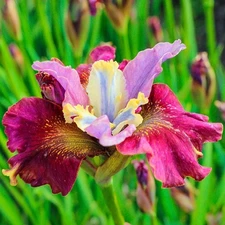 SIBERIAN IRIS ( 1 ) CHERRY FLING BareRoot Perennial Rhizome - Beautifull Ruffled