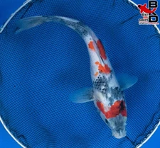 12" SHOWA Live Koi Fish Garden Pond 11/3
