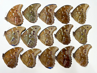15 Morphos Didius in A- condition | eBay