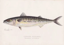 Original Antique Fish Print: Common or Atlantic Mackerel by S. F. Denton, 1899