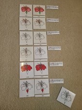 Montessori homeschool Science botany part of a flower 3 part match cards