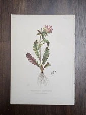 Antique Botanical L PRANG Chromolithograph Book Plate WOOD BETONY Flower Print