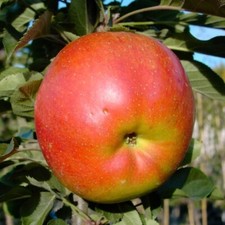 Rondo (S) Säulenapfel große süß aromatische Äpfel ca. 80-100 cm Unterlage MM 111