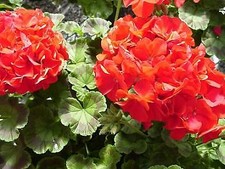 Geranium Ringo 2000 Deep Red  100 seeds