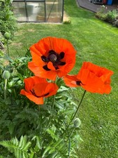 TÜRKISCHER RIESENMOHN, leuchtend rot, Blumensamen, mehrjährig, juhuuBlumen