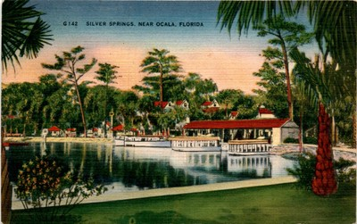 #ad Silver Springs Ocala Florida Mande Westmorelang Hartman Card Co. Postcard $7.96