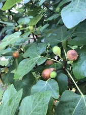 5 Fig Tree Cuttings For Propagation Brown Turkey Easy to Root 6-8 Inches