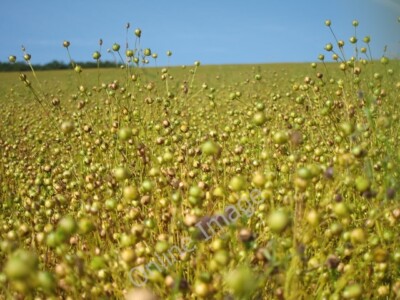 Photo 6x4 Camelina sativa near Challock Eastwell Park/TR0147 By track an c2011