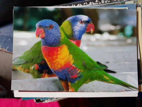 rainbow lorikeet photograph