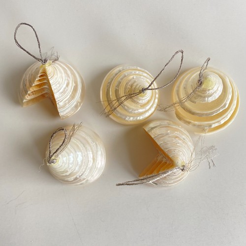 5 Perlen Trochus echte Meeresmuschel Weihnachtsschmuck Spirale Strand Nautischer Ozean - Bild 3 von 7