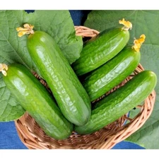 31+Wisconsin SMR 58 CUCUMBER Seeds Non-Hybrid Summer Vegetable Garden Container