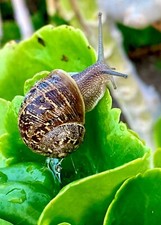 2Live Pet Land Snails Garden Snails Great For Educational Use  Entertainment 