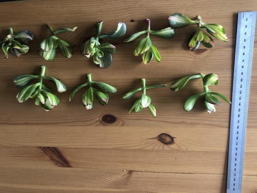 Crassula Ovata Return of Beauty cutting Mikaeri Bijin Variegated CUTTING - Picture 9 of 9
