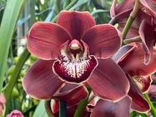 Cymbidium Khan Wall 'Brown'  1 Gallon Pot