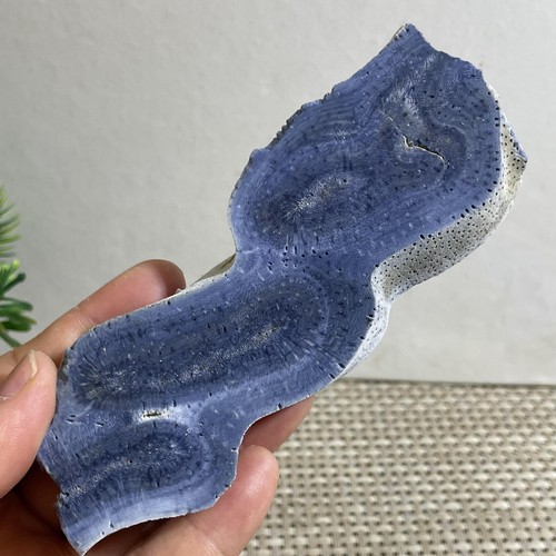 138g Natural Blue Coral Reef Cluster Marine Mineral Crystal Specimen