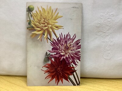 Dahlia variabilis , Posted 1910 , Ser. Flora 129, Rommler & Jonas Postkarte