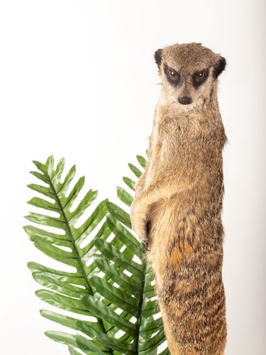 Rare Meerkat / Suricate Real Taxidermy Mount - Picture 2 of 7