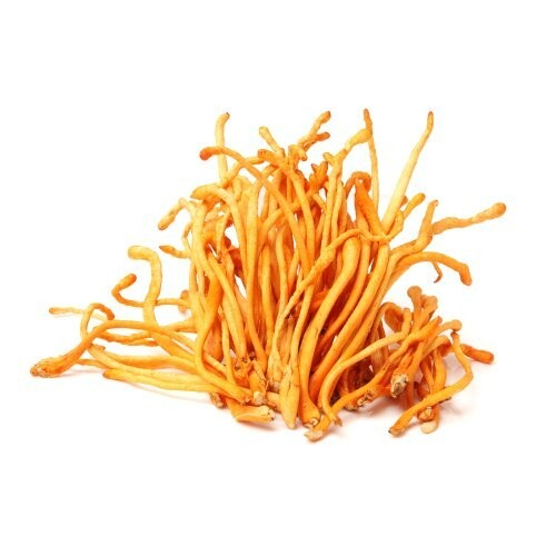 Frische Cordyceps oder Raupenpilz 500g