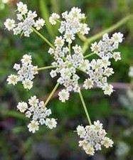 Caraway 1,500 Seeds Great Garden Herb