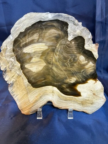 Polished Rogers mountain Oregon petrified wood slice RM2607