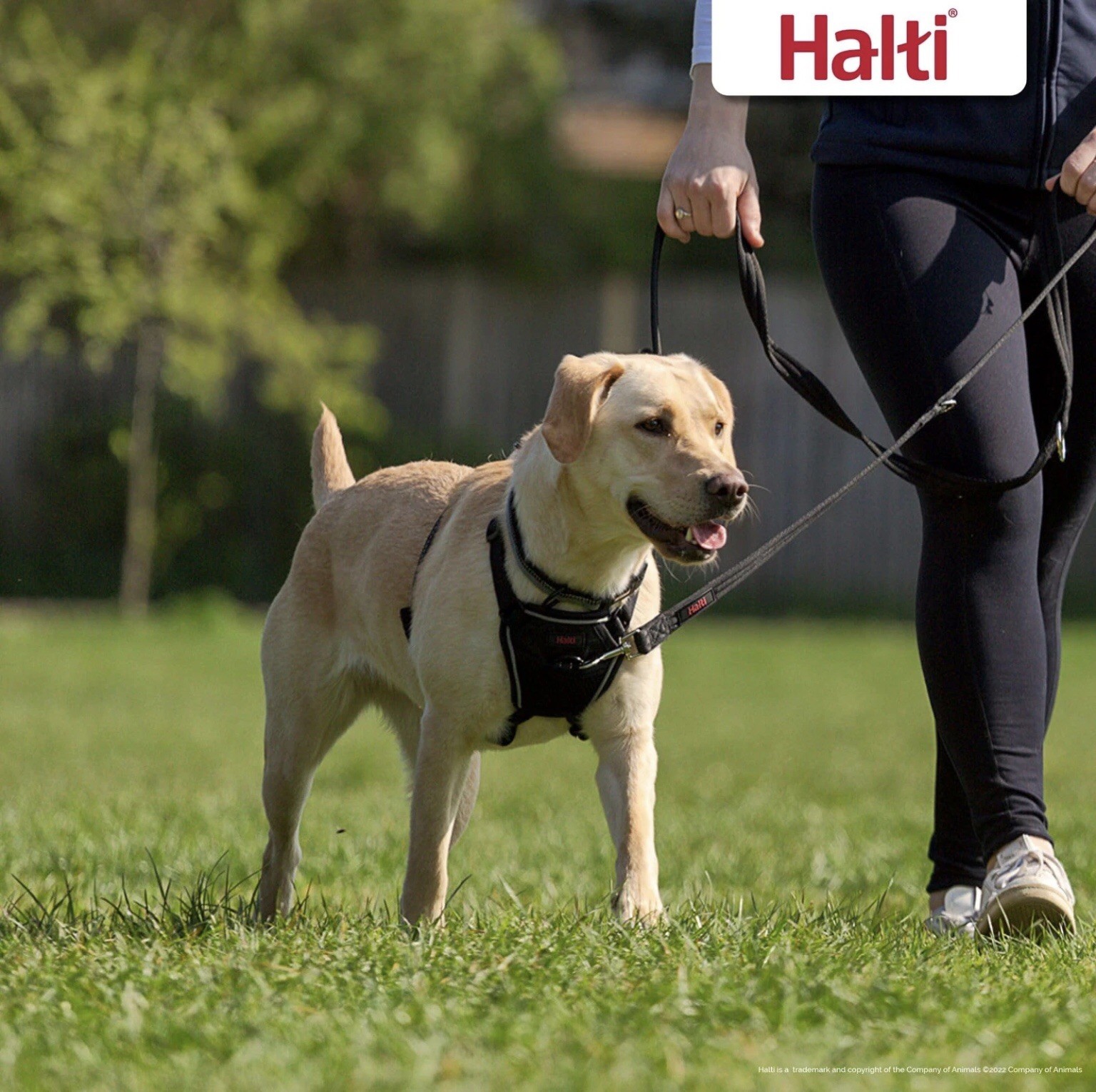 HALTI - No Pull Harness Professional Dog Harness to Stop Pulling on Lead. Medium