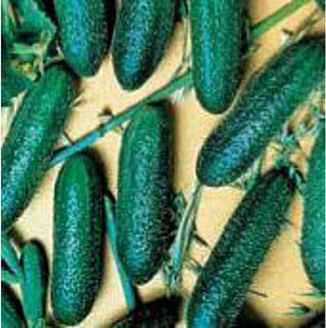 Unknown Cool Breeze Cucumbers Seeds (25 Seed Packet) (More Heirloom