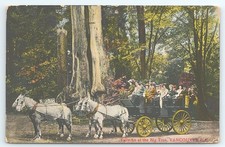 Postcard Tally ho at the Big Tree Vancouver BC Canada Horse Drawn Charabanc 1912