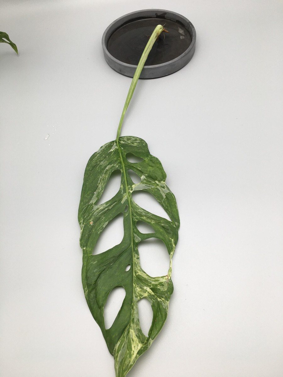 Groe Monstera adansonii indonesian marble variegata Stecklinge mit  Luftwurzeln | eBay.de