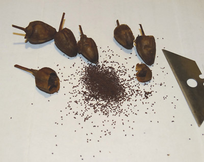 african red tobacco African Red HIGH NICOTINE Tobacco 1000+ seeds 0.1gr How to Grow Incl. 2025  Crop