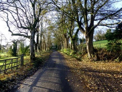 Photo 6x4 Trees along Blackfort Road Heading south-west at Blackfort c2016
