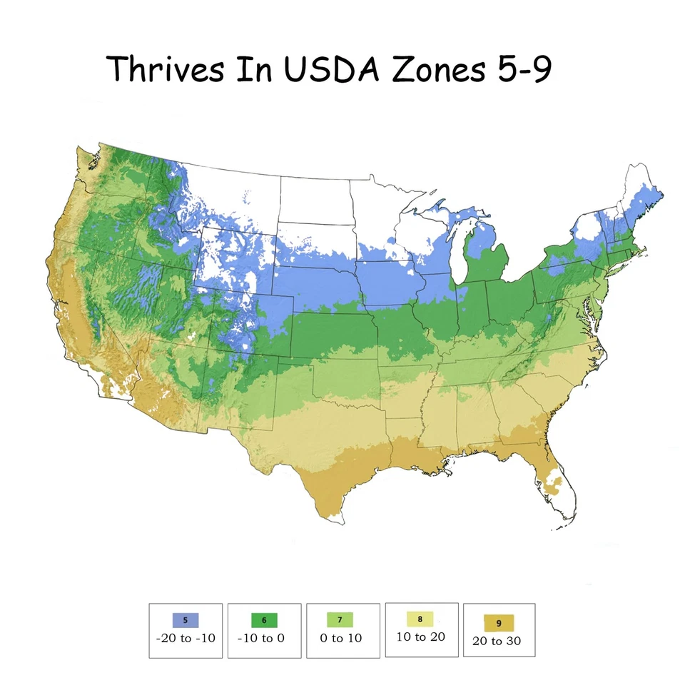 Arbusto de hibisco de gasa azul de 2 galones probados ganadores Foto 2 de 4