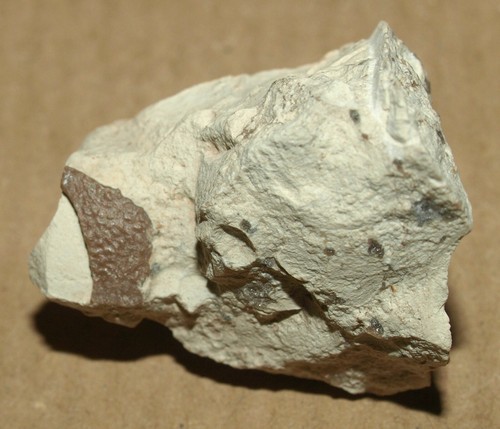 Petrified bird egg, Eocene age deposits of France - Picture 2 of 6