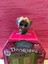 Disney-Doorables-Season-1-amp-2-limited-common-rare-ultra-rare-special-UPick thumbnail 112