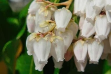 40 Dog Hobble Bush Seeds for Planting - Leucothoe fontanesiana